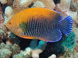 a close up of a potters angelfish 