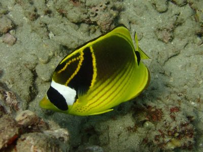 Ornate Butterflyfish swimming along the reef in Ka'anapali, Maui.