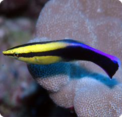 a close up of a rainbow cleaner wrasse