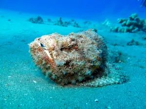 A scorpionfish sitting on the sand at Airport Beach in Kaanapali, Maui.