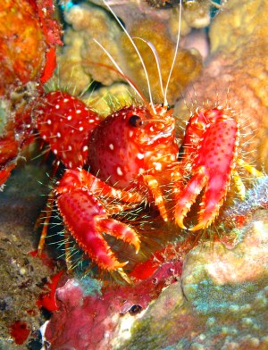 A Spiny Lobster sitting on the coral reef at Kahekili Beach Park in Kaanapali, Hawaii.