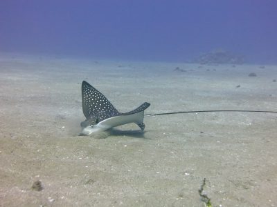 a spotted eagle ray looking for food in the sand in maui