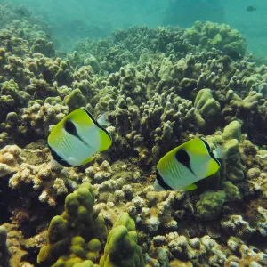 Two teardrop butterflyfish swimming in Kaanapali