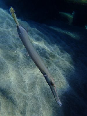 a trumpetfish at mala pier in lahaina maui