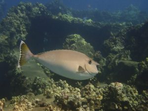 a bluespine unicornfish swims at mala pier in lahaina maui