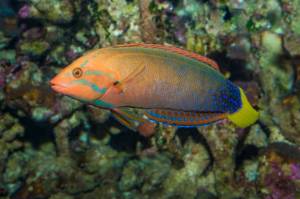 a yellowtail wrasse swimming underwater