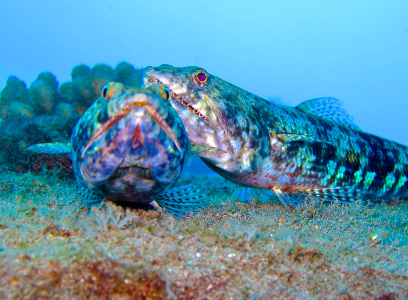 Two mottled lizardfish resting side by side on the reef, one facing the camera and the other showing its pointed teeth.