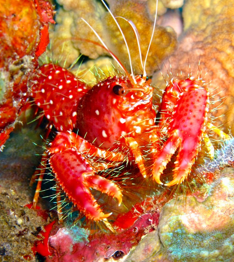 Red reef lobster with white spots, bristly claws, and long antennae nestled among reef rocks.