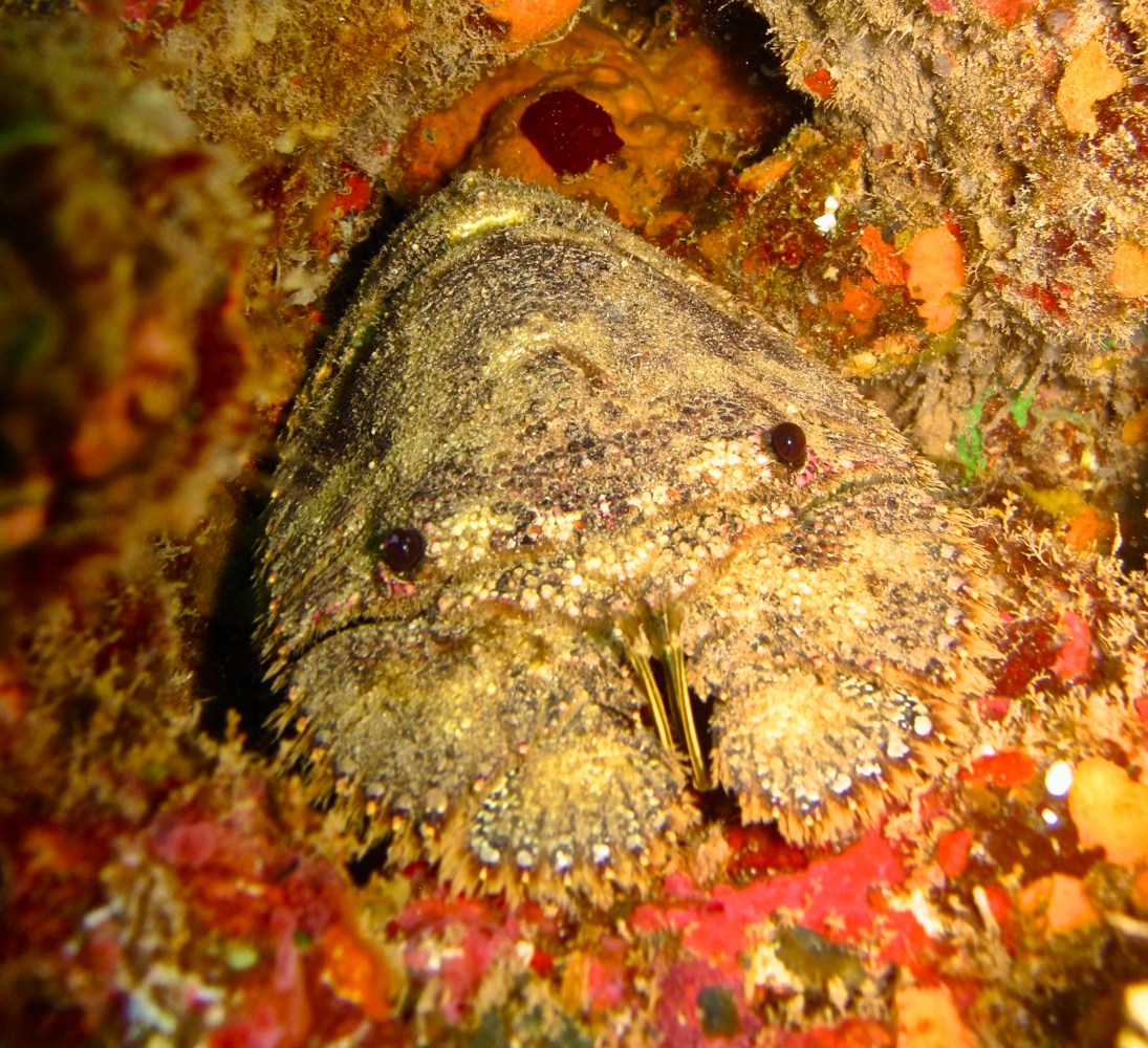 Close-up of a mottled brown slipper lobster nestled in a reef crevice surrounded by orange and red growth.