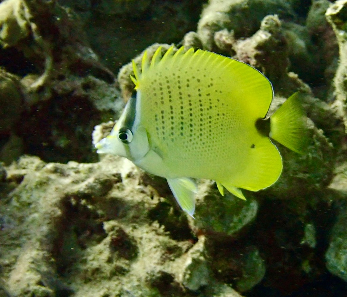 Yellow milletseed butterflyfish with rows of small black spots and a dark eye band swimming beside coral.