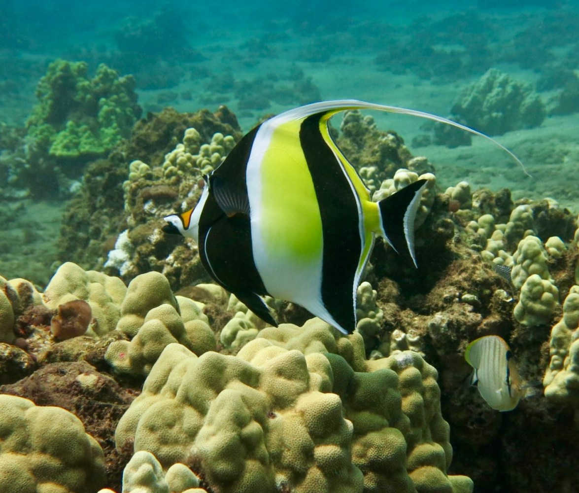 Black, white, and yellow Moorish idol with a long dorsal streamer swimming above coral at Airport Beach in Maui.