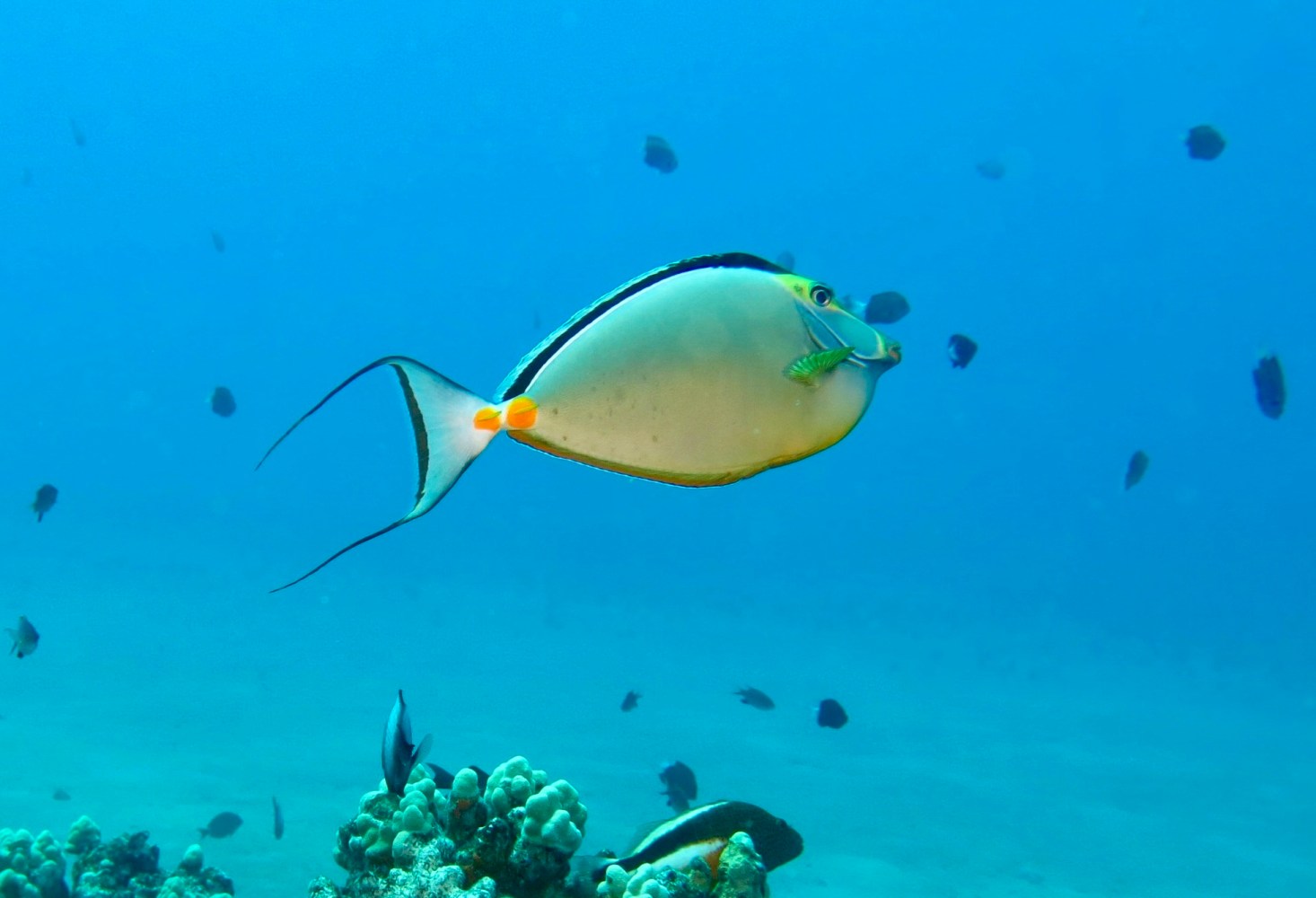 Orangespine surgeonfish with bright orange tail spines and long tail streamers swimming above coral in Maui.