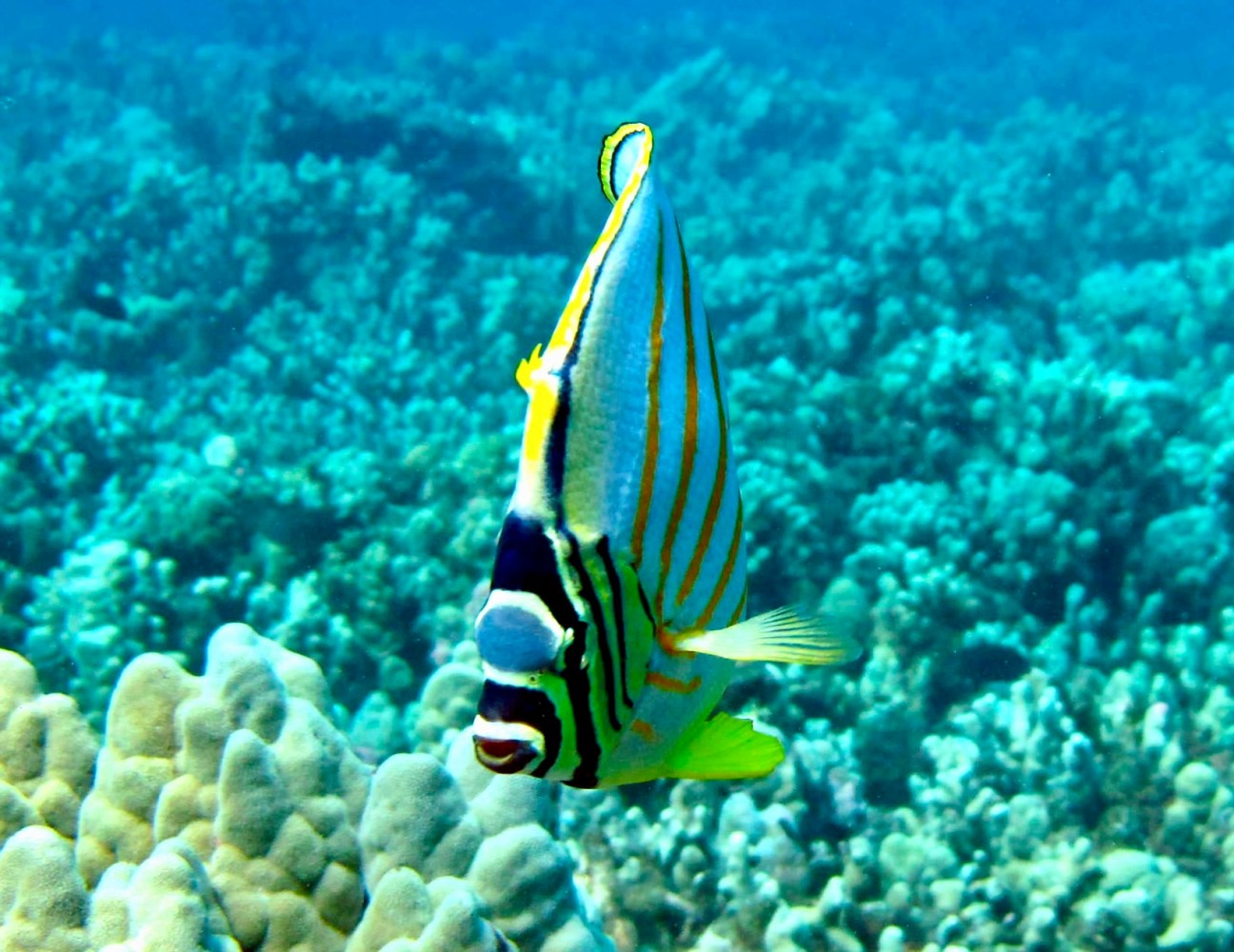 Ornate butterflyfish swimming head-down above coral, showing orange stripes and black facial bands.