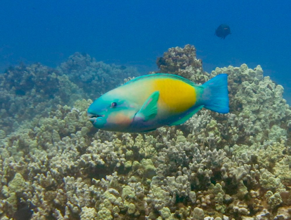 Turquoise and yellow parrotfish swimming above a coral reef in Ka’anapali, Maui.