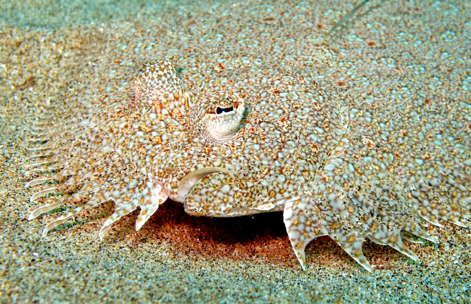 Close-up of a peacock flounder resting on sand, with raised eyes and a mottled body blending into the seabed.