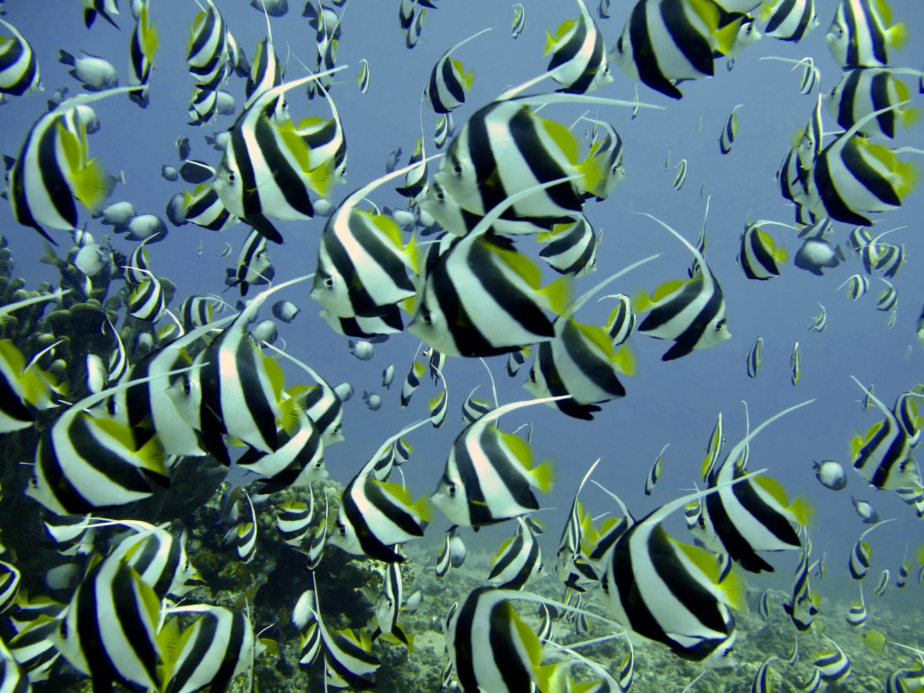 School of black-and-white pennant butterflyfish with yellow tails and long white dorsal streamers swimming above a reef.
