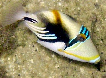 Picasso triggerfish with bold black and white markings and blue facial stripes swimming above sand in Maui.