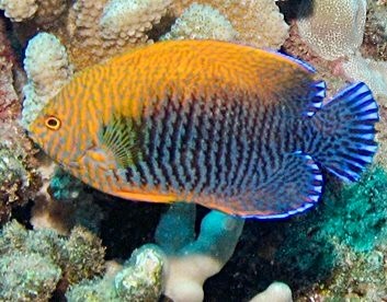 Potter’s angelfish with an orange body, fine blue markings, and blue-edged fins swimming beside coral.