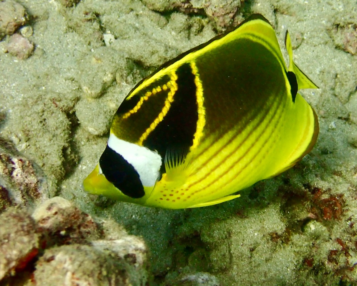 Yellow raccoon butterflyfish with a black eye mask and white band swimming above sand and reef rubble.