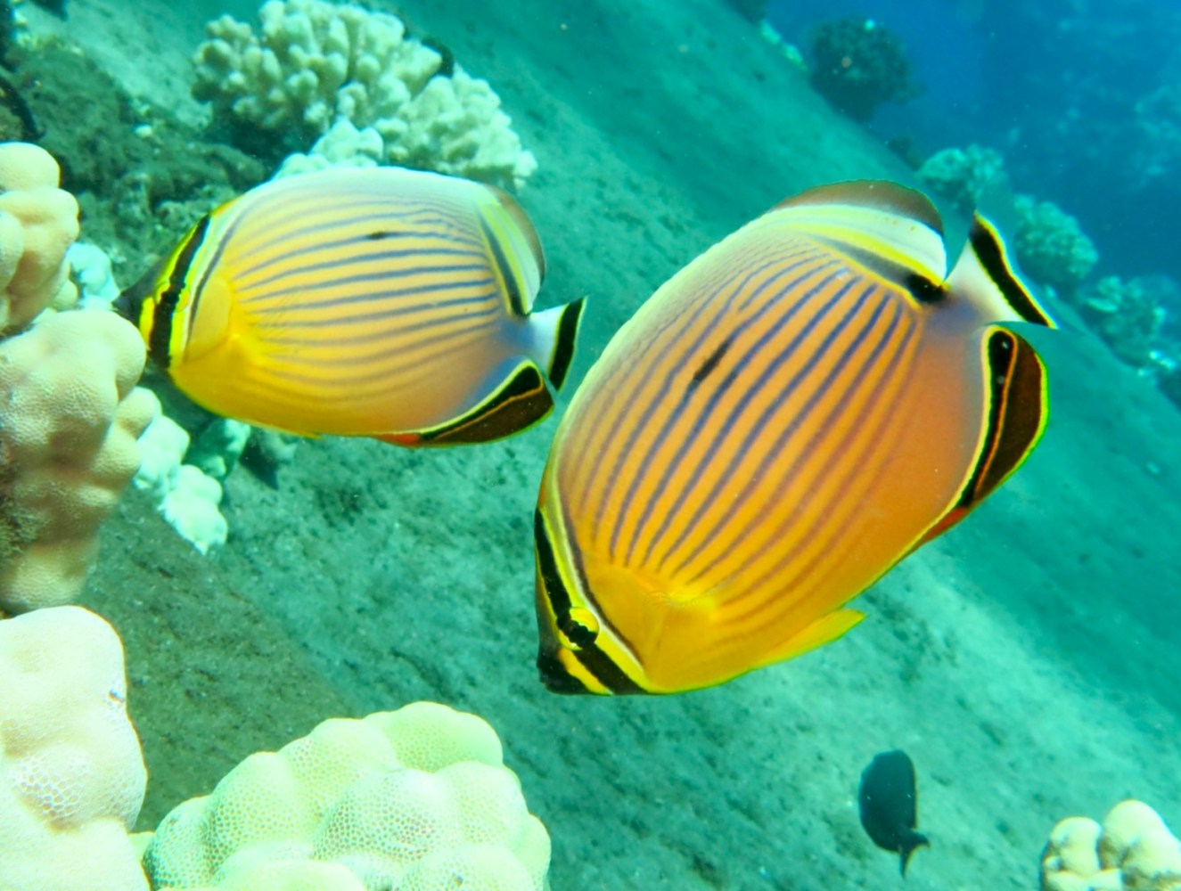 Two rainbow butterflyfish with orange-yellow bodies, fine blue stripes, and black facial bands swimming among coral.