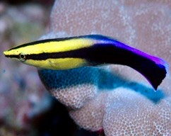 Rainbow cleaner wrasse with a yellow head, black side stripe, and blue-purple back swimming beside coral.