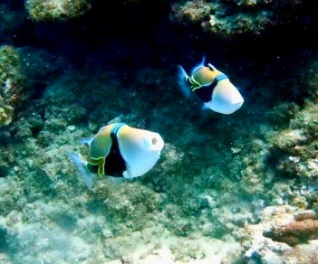 Two rectangular triggerfish with bold black, white, and yellow markings swimming above a rocky reef in Ka’anapali, Maui.