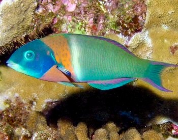 Saddle wrasse with a blue-green head, orange band behind its head, and green body swimming beside coral.