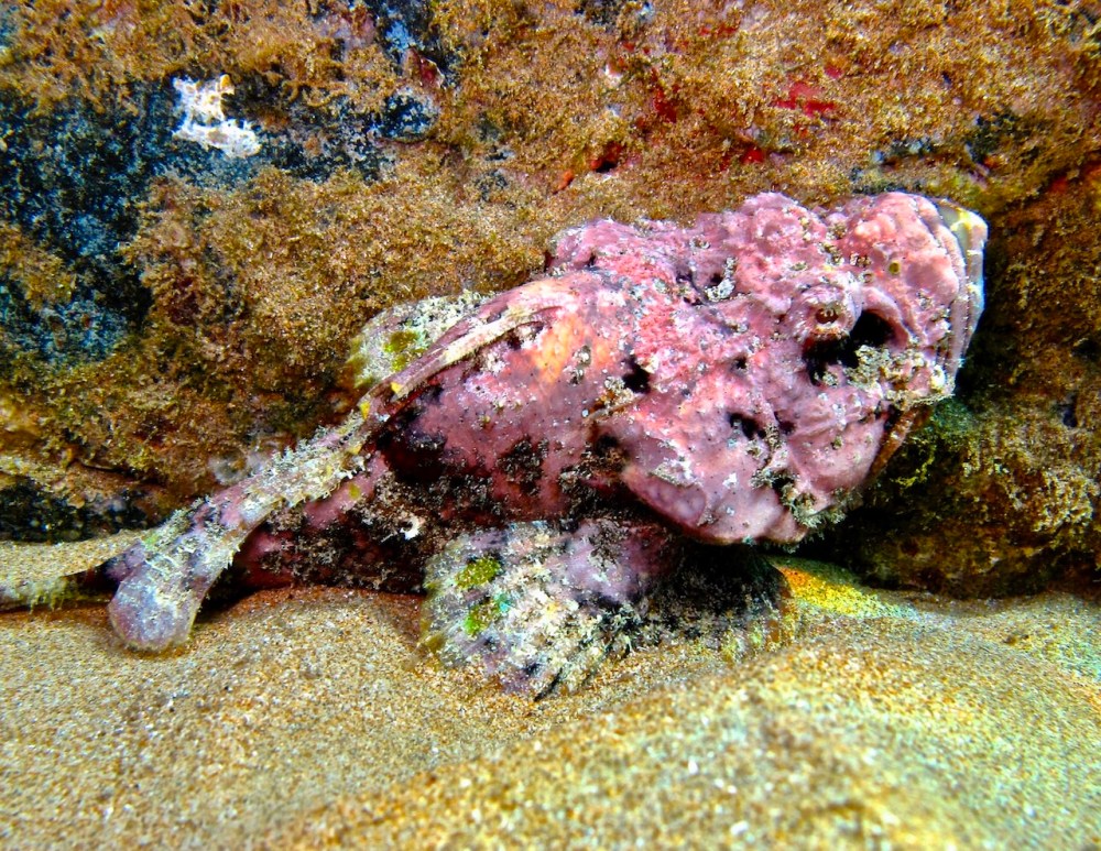 Pink and brown scorpionfish resting on sand against a reef rock, blending into its surroundings.