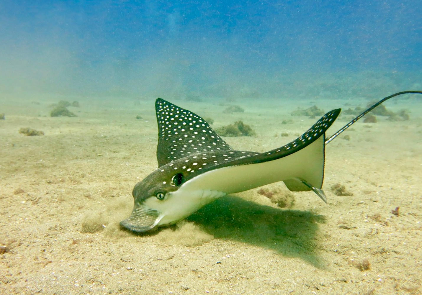 Spotted eagle ray swimming just above the sandy ocean floor in Maui.