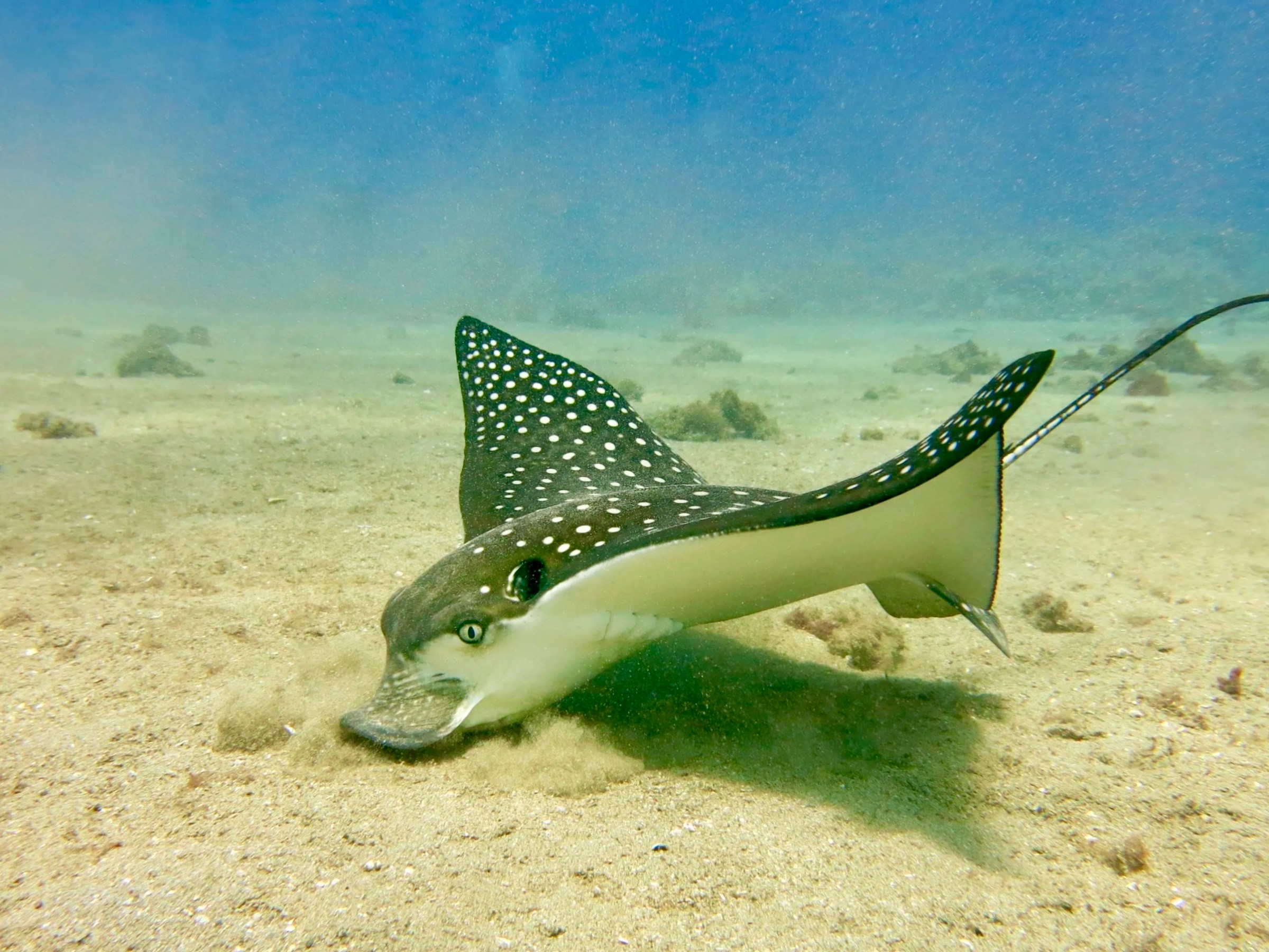 Spotted eagle ray with raised fins and a long tail, its snout close to the sandy seabed in Maui.