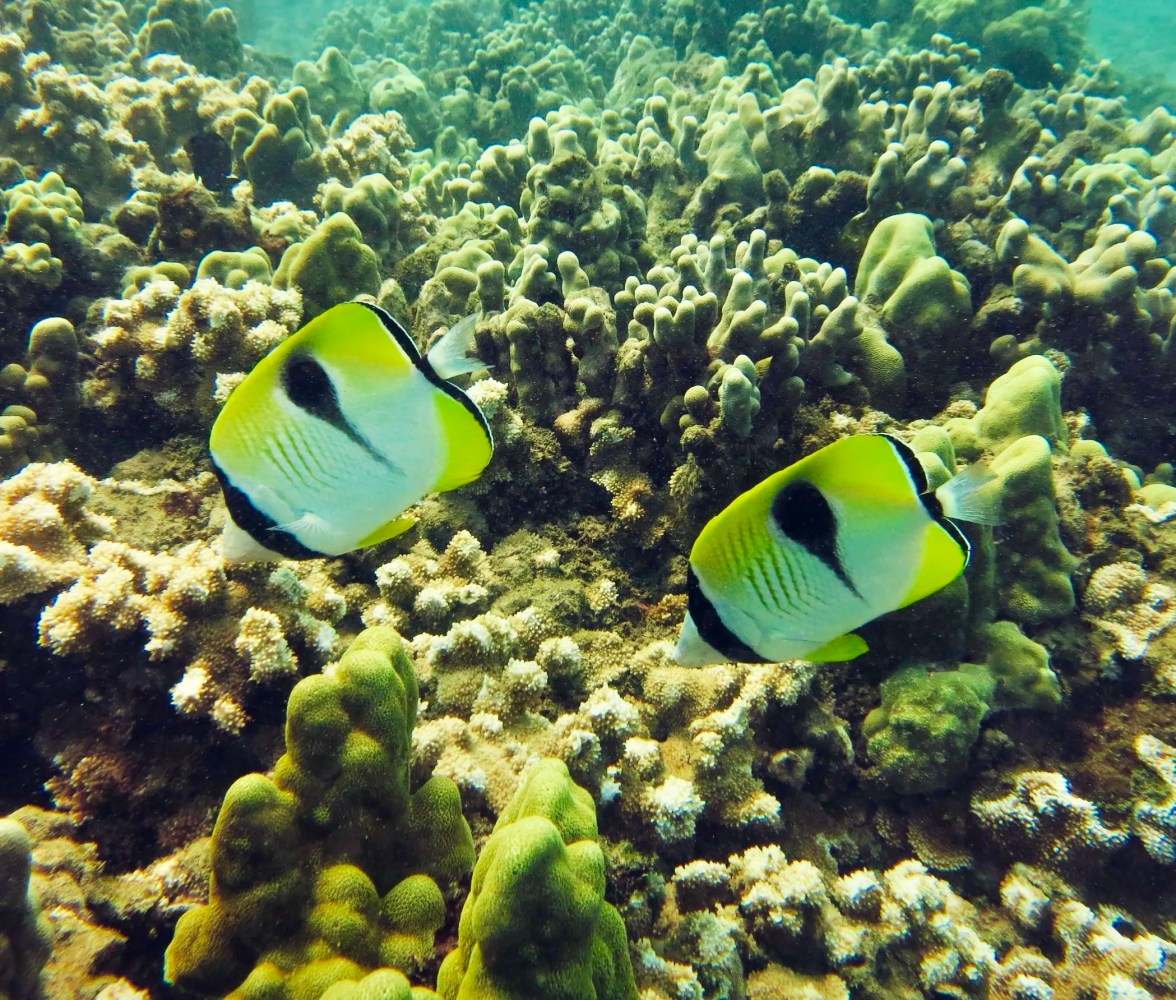 Two white and yellow teardrop butterflyfish with black teardrop-shaped markings swimming above coral in Ka’anapali.