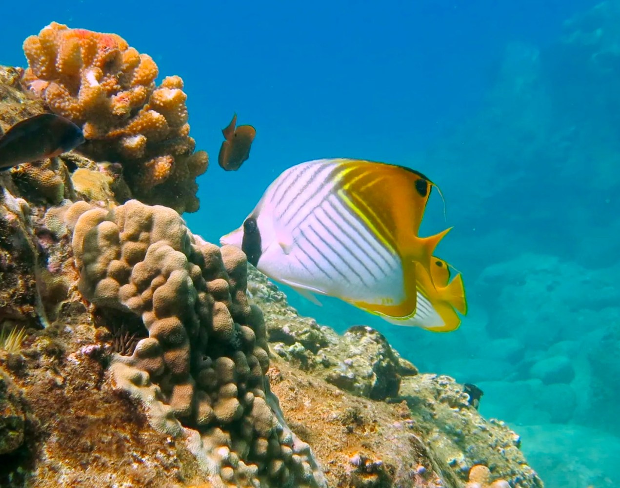 Two white and yellow threadfin butterflyfish swimming beside coral, with black eye bands and diagonal body stripes.
