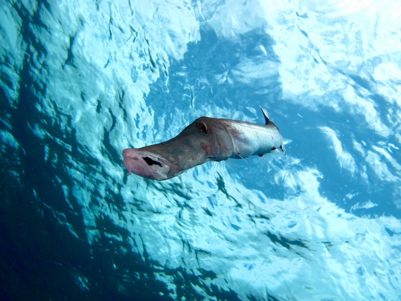 Trumpetfish viewed from below, with its tubular snout facing the camera beneath the rippled water surface at Mala Wharf, Maui.