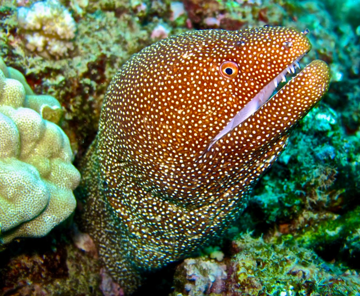 Whitemouth moray eel with white spots and a slightly open mouth peeking from coral in Ka’anapali, Maui.