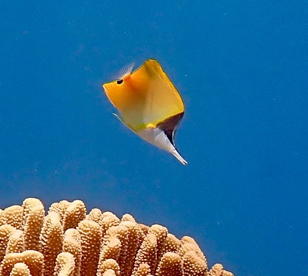 Yellow longnose butterflyfish angled head-down above coral, with a long white snout and black facial markings.
