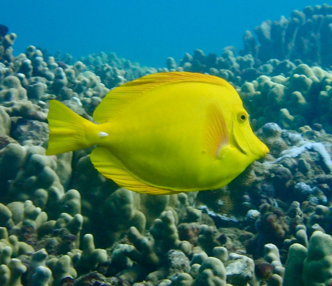 Bright yellow tang with a small white marking near its tail swimming above coral in Ka’anapali, Maui.