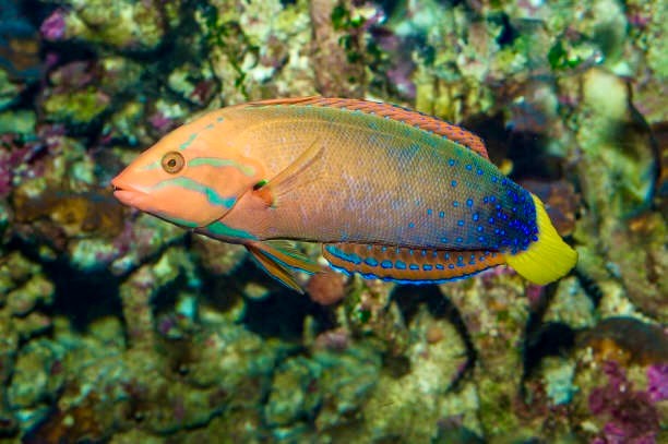 Yellowtail wrasse with an orange head, green facial stripes, blue spots, and a bright yellow tail swimming beside reef rocks.