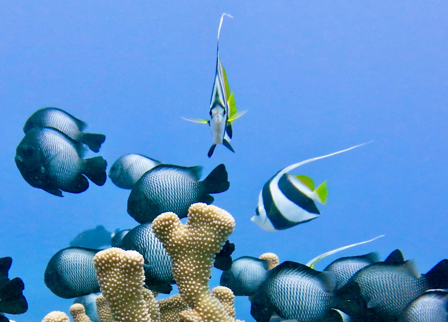 Moorish idol and reef fish swimming above coral in Maui.