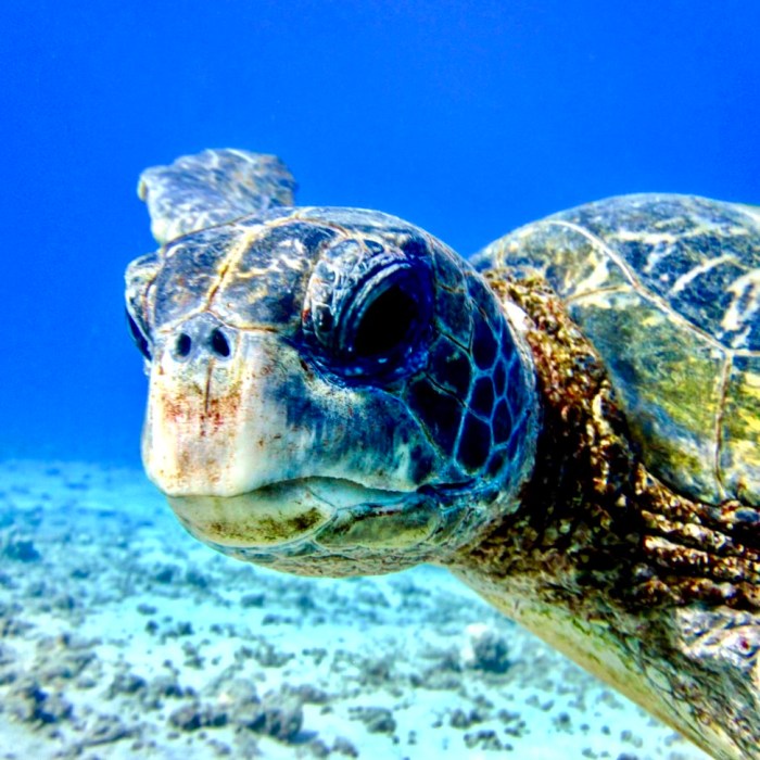 Certified Shore Dive in Lahaina - Banyan Tree Divers Maui