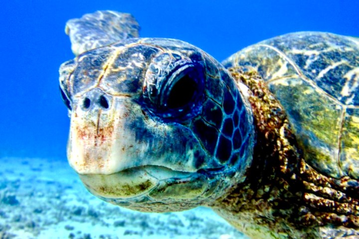 A turtle in the blue Pacific ocean swimming really close to a scuba diver in Lahaina, Maui.