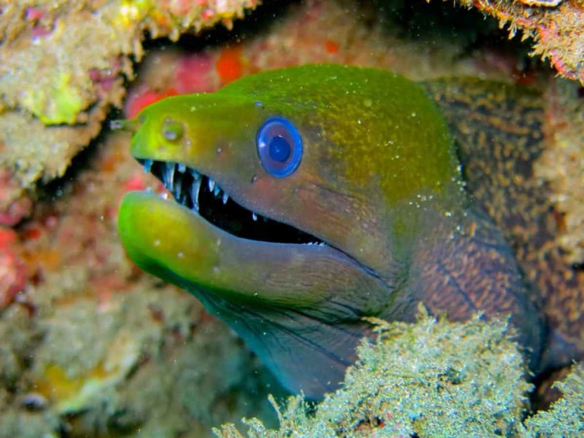 a close up of a fish