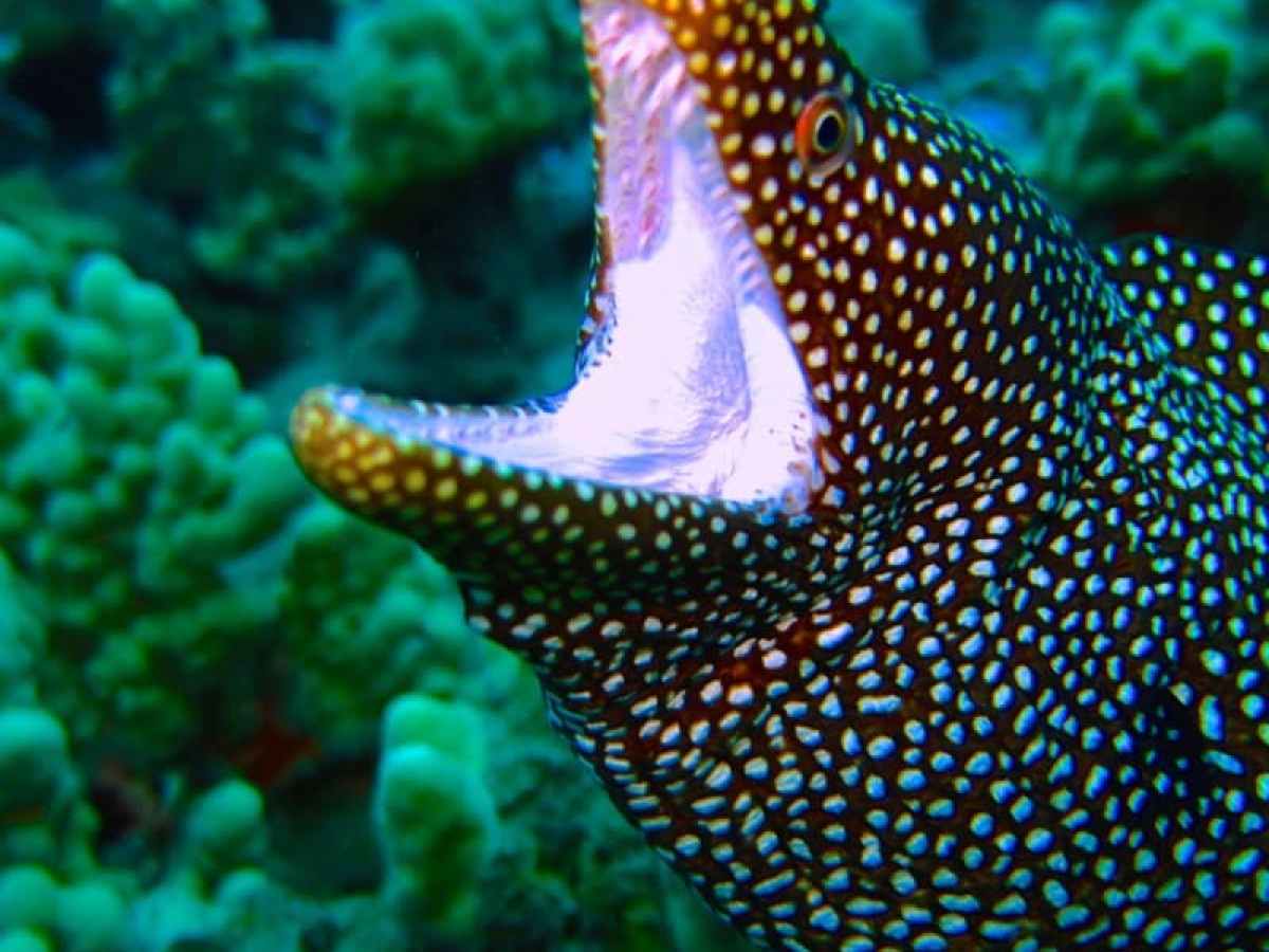 a close up of a fish
