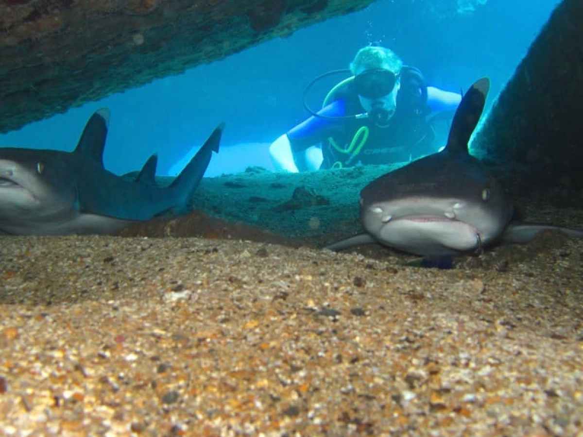 a flock of seagulls in a pool of water