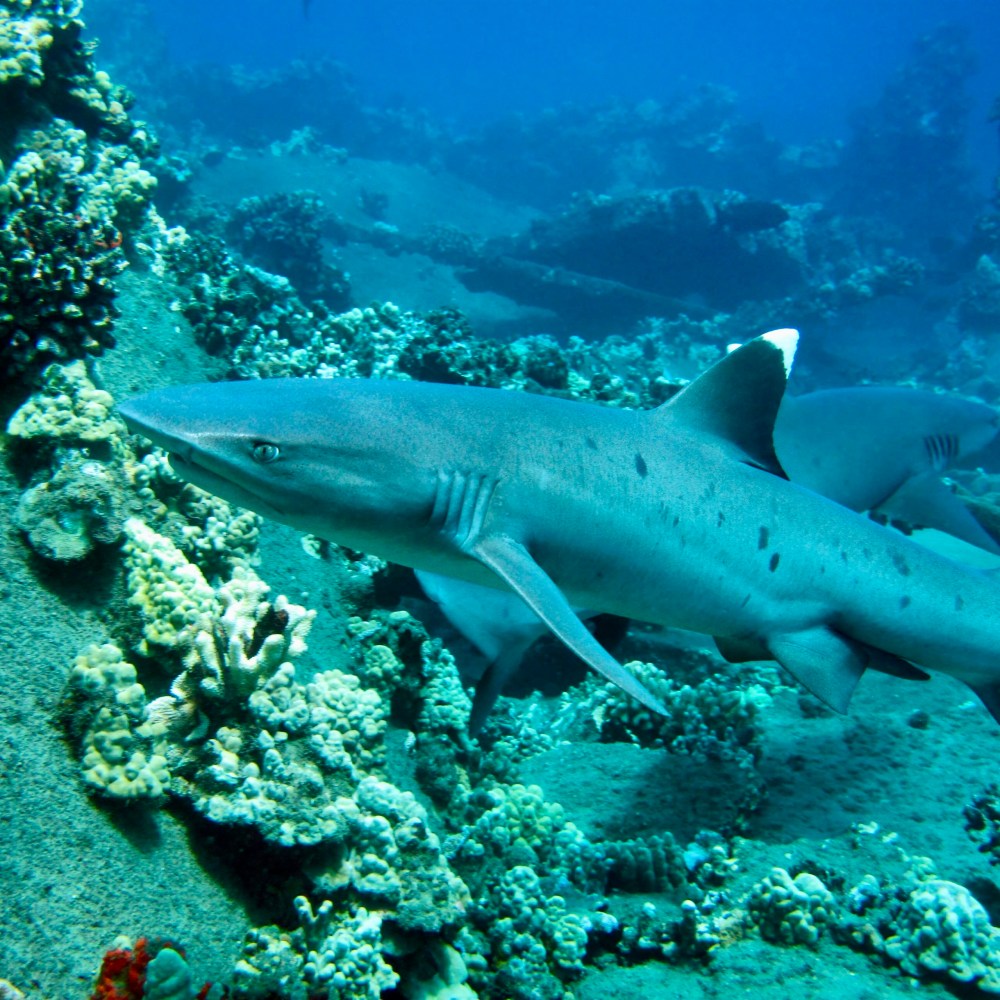 Whitetip reef shark swimming over the reef at Mala Wharf in Lahaina, Maui.