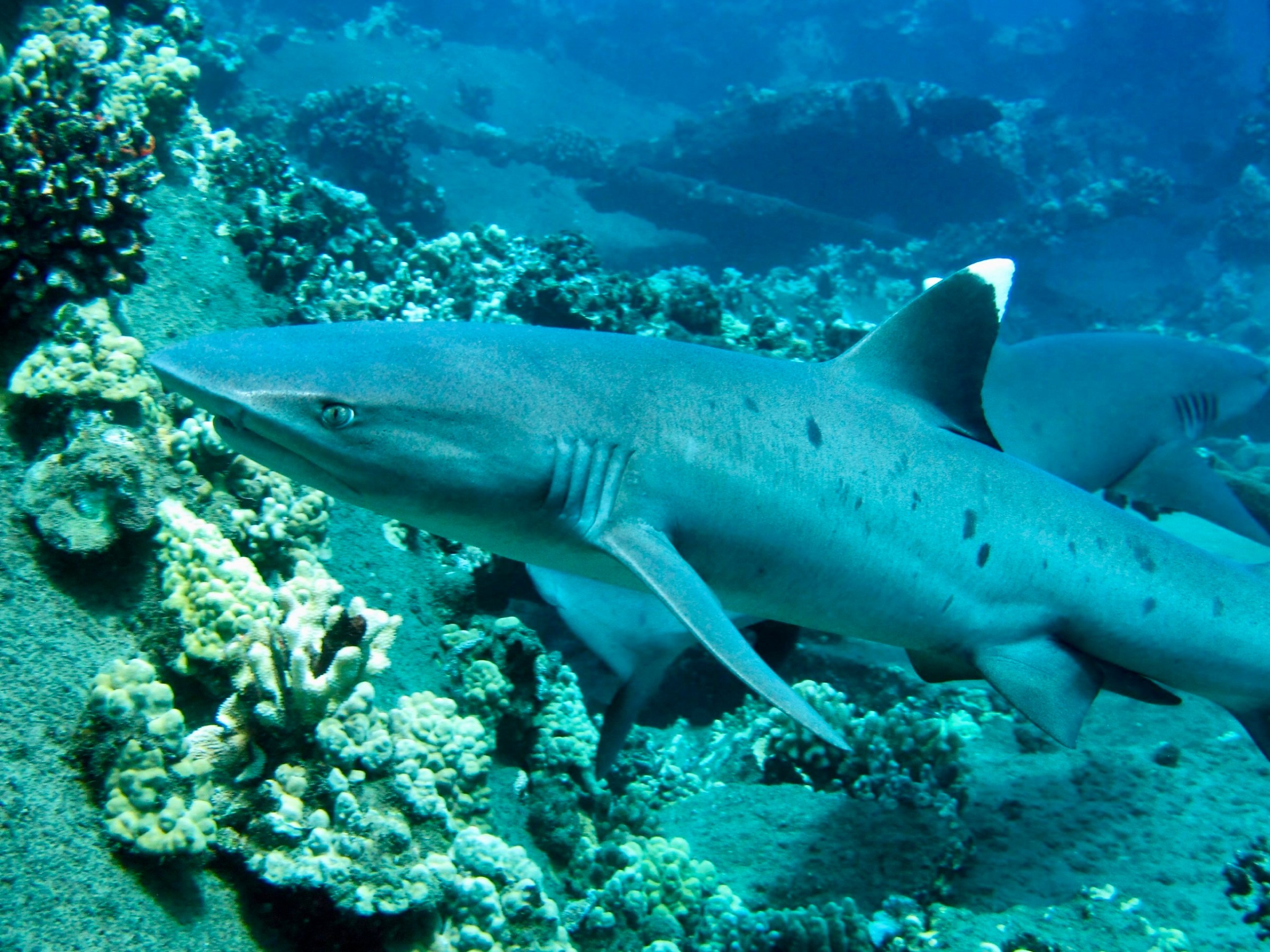Whitetip reef shark swimming over the reef at Mala Wharf in Lahaina, Maui.