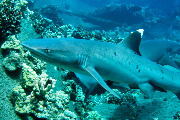 Whitetip reef shark swimming over the reef at Mala Wharf in Lahaina, Maui.
