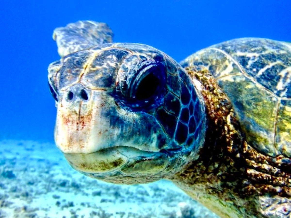 Hawaiian Turtle face to face with a scuba diver in Maui.