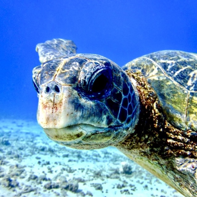 Hawaiian Turtle face to face with a scuba diver in Maui.