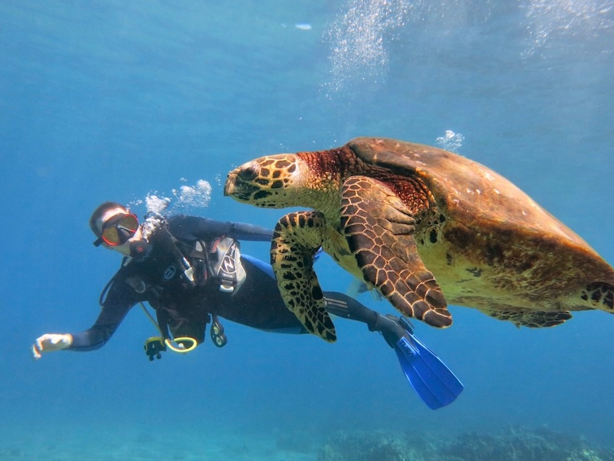 Maui scuba diver with a Hawaiian Turtle in Lahaina.