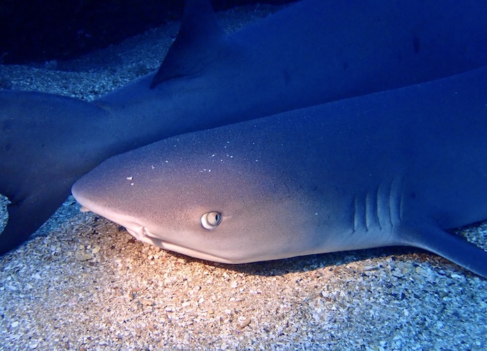 Two sharks resting on the sand get illuminated by scuba divers on a night dive at Mala Wharf in Lahaina, Maui.